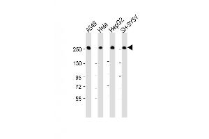 Western Blot at 1:16000 dilution Lane 1: A549 whole cell lysate Lane 2: Hela whole cell lysate Lane 3: HepG2 whole cell lysate Lane 4: SH-SY5Y whole cell lysate Lysates/proteins at 20 ug per lane. (Fatty Acid Synthase antibody  (AA 942-973))