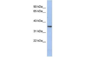 WB Suggested Anti-PEX7 Antibody Titration: 0. (PEX7 antibody  (N-Term))