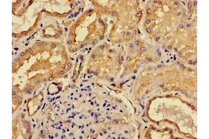 Immunohistochemistry of paraffin-embedded human kidney tissue using ABIN7158740 at dilution of 1:100 (ACP6 antibody  (AA 35-324))