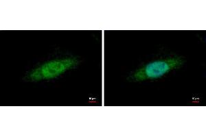 ICC/IF Image Nuclear Matrix Protein p84 antibody [C1C3] detects Nuclear Matrix Protein p84 protein at cytoplasm and nucleus by immunofluorescent analysis. (THOC1 antibody  (C-Term))