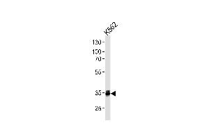 MBD3 Antibody (C-term) (ABIN1882264 and ABIN2843407) western blot analysis in K562 cell line lysates (35 μg/lane). (MBD3 antibody)