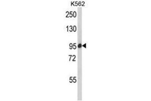 Western blot analysis of SCAP Antibody (Center) in K562 cell line lysates (35ug/lane). (SREBF chaperone antibody  (Middle Region))