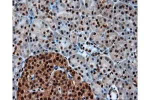 Immunohistochemical staining of paraffin-embedded Kidney tissue using anti-LTA4H mouse monoclonal antibody. (LTA4H antibody)