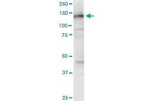 NOMO3 monoclonal antibody (M03), clone 5A7. (NOMO3 antibody  (AA 966-1033))