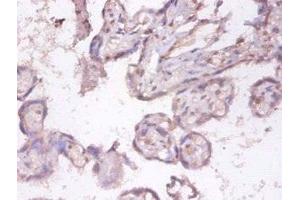 Immunohistochemistry of paraffin-embedded human placenta tissue using ABIN7173817 at dilution of 1:100 (TNFSF9 antibody  (AA 52-254))