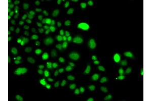 Immunofluorescence analysis of A549 cells using PIP4K2A antibody. (PIP4K2A antibody)