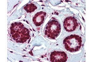 Anti-ELOVL5 antibody IHC of human breast. (ELOVL5 antibody  (N-Term))