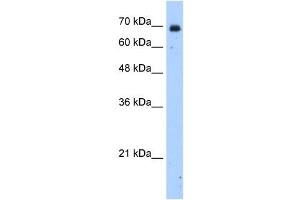 HSZFP36 antibody (20R-1274) used at 0. (ZNF823 antibody  (N-Term))