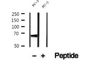 EIF2D antibody  (Internal Region)