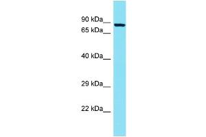 Host: Rabbit Target Name: TCTN2 Sample Type: A549 Whole Cell lysates Antibody Dilution: 1. (TCTN2 antibody  (N-Term))