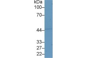 Western Blot; Sample: Human Lung lysate; ;Primary Ab: 1µg/ml Rabbit Anti-Human SEMG1 Antibody;Second Ab: 0. (SEMG1 antibody  (AA 24-462))