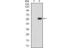 PDK2 anticorps  (AA 178-404)