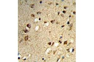 Formalin-fixed and paraffin-embedded human brain tissue reacted with NCOA7 Antibody N-term) ( followed  which was peroxidase-conjugated to the secondary antibody, followed by DAB staining. (NCOA7 antibody  (N-Term))