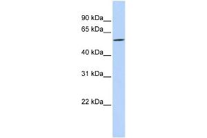 WB Suggested Anti-DIRC2 Antibody Titration:  0. (DIRC2 antibody  (Middle Region))