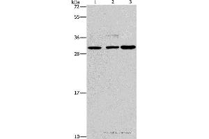 Western blot analysis of Lovo, Raji and A172 cell, using CRKL Polyclonal Antibody at dilution of 1:600 (CrkL antibody)
