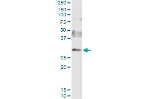 Immunoprecipitation of SNAI2 transfected lysate using anti-SNAI2 MaxPab rabbit polyclonal antibody and Protein A Magnetic Bead , and immunoblotted with SNAI2 purified MaxPab mouse polyclonal antibody (B01P) . (SLUG antibody  (AA 1-268))