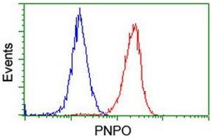 Flow cytometric Analysis of Hela cells, using anti-PNPO antibody (ABIN2455004), (Red), compared to a nonspecific negative control antibody, (Blue). (PNPO antibody)
