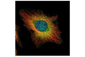 ICC/IF Image Confocal immunofluorescence analysis (Olympus FV10i) of paraformaldehyde-fixed HeLa, using USP11, antibody (Green) at 1:500 dilution. (USP11 antibody  (N-Term))