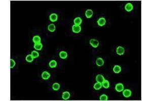 Immunofluorescence (IF) image for anti-CD4 (CD4) antibody (Alexa Fluor 647) (ABIN2657780) (CD4 antibody  (Alexa Fluor 647))