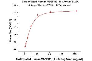 Immobilized Human VEGF-C, His Tag (ABIN2444233,ABIN2181912) at 5 μg/mL (100 μL/well) can bind Biotinylated Human VEGF R3, His,Avitag (ABIN5674609,ABIN6253662) with a linear range of 2-31 ng/mL (QC tested). (FLT4 Protein (AA 25-776) (His tag,AVI tag,Biotin))