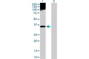 Western Blot analysis of APOF expression in transfected 293T cell line by APOF MaxPab polyclonal antibody. (Apolipoprotein F antibody  (AA 1-326))