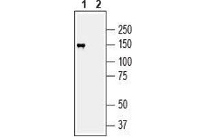 Western blot analysis of human SH-SY5Y neuroblastoma cell line lysate: - 1. (MAGI2 antibody  (C-Term, Intracellular))
