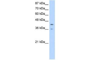 PCBP4 antibody used at 1. (PCBP4 antibody)