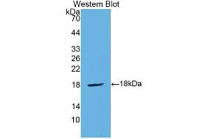 Western Blotting (WB) image for anti-Cytotoxic T-Lymphocyte-Associated Protein 4 (CTLA4) (AA 45-185) antibody (ABIN1858528) (CTLA4 antibody  (AA 45-185))