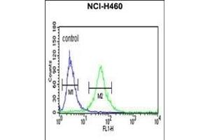 RPS13 Antibody (Center) (ABIN650998 and ABIN2840031) flow cytometric analysis of NCI- cells (right histogram) compared to a negative control cell (left histogram). (RPS13 antibody  (AA 82-110))