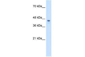 WB Suggested Anti-HOXC10 Antibody Titration:  0. (HOXC10 antibody  (Middle Region))