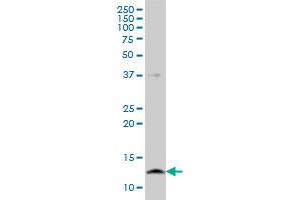 CSTB antibody  (AA 1-98)