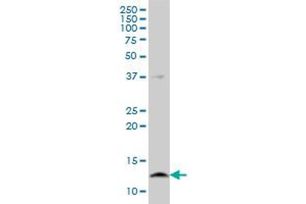 CSTB antibody  (AA 1-98)