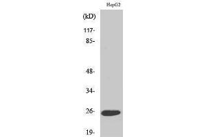 Western Blotting (WB) image for anti-Lymphotoxin beta (TNF Superfamily, Member 3) (LTB) (C-Term) antibody (ABIN3175879) (LTB antibody  (C-Term))