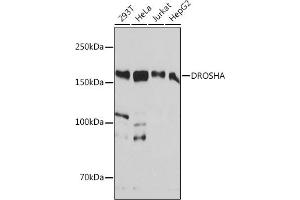 Western blot analysis of extracts of various cell lines, using DROSHA antibody (ABIN7266845) at 1:1000 dilution. (DROSHA antibody)