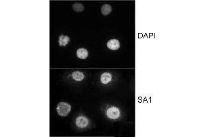 Immunocytochemistry (ICC) image for anti-Stromal Antigen 1 (STAG1) (AA 25-75) antibody (ABIN7453337)