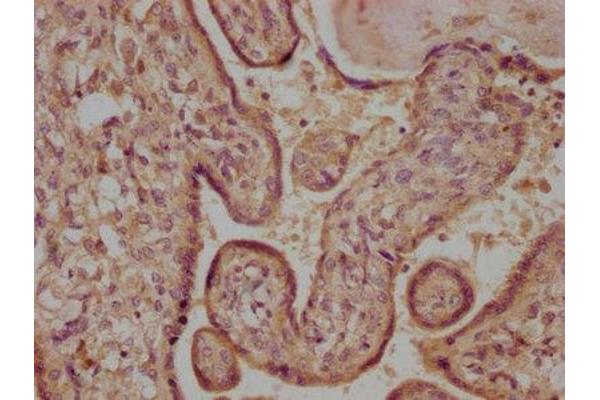 FGF16 antibody  (AA 1-207)