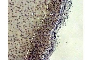 Expression of MC2R in rat adrenal gland - Immunohistochemical staining of paraffin embedded rat adrenal cortex section using Anti-MC2 Receptor (extracellular) Antibody (ABIN7043322 and ABIN7044594), (1:100). (MC2R antibody  (1st Extracellular Loop))