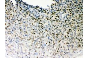 IHC-P: Oct-1 antibody testing of human tonsil tissue (POU2F1 antibody  (AA 11-240))