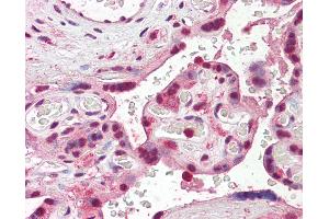 Anti-SKA3 antibody IHC of human placenta. (SKA3 antibody  (AA 311-323))