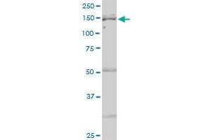 IARS MaxPab polyclonal antibody. (IARS antibody  (AA 1-1055))