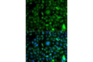 Immunofluorescence analysis of A549 cells using DPF1 antibody (ABIN5975747).