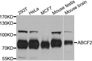 Western blot analysis of extracts of various cell lines, using ABCF2 antibody. (ABCF2 antibody)