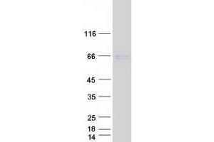 Western Blotting (WB) image for Nuclear Factor I/A (NFIA) (Transcript Variant 2) protein (Myc-DYKDDDDK Tag) (ABIN2727221)