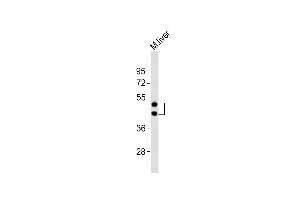 Anti-HPN Antibody (Center)at 1:2000 dilution + mouse liver lysates Lysates/proteins at 20 μg per lane. (Hepsin antibody  (AA 153-188))
