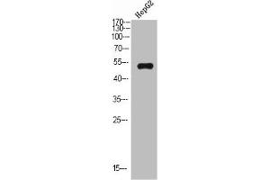 Western Blot analysis of HEPG2 cells using IgM Chain C Polyclonal Antibody diluted at 1:500. (IGHM antibody  (AA 391-440))