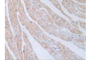 Figure. (GNRH1 antibody  (AA 22-90))