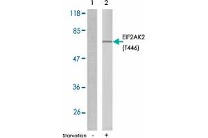Western blot analysis of extracts from K-562 cell using EIF2AK2 (phospho T446) polyclonal antibody . (EIF2AK2 antibody  (pThr446))