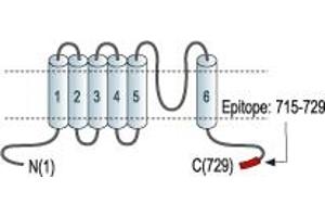 Representative domain view of the target of ABIN7885609.