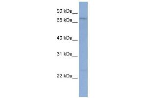 PCDHGB1 antibody used at 1 ug/ml to detect target protein. (PCDHGB1 antibody  (N-Term))