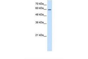 Image no. 1 for anti-Collapsin Response Mediator Protein 1 (CRMP1) (C-Term) antibody (ABIN6738013) (CRMP1 antibody  (C-Term))